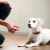 Milk-Bone® MaroSnacks™ Dog Treats Perspective: top