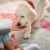 Milk-Bone® Gravy Bone™ Gravy Coated Biscuits Perspective: top