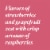 Bota Box Dry Rose Wine Perspective: top