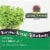 Nature's Answer Brocco-Glutathione Vegetarian Caps 500mg Perspective: top