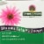 Nature's Answer® Organic Echinacea Vegetarian Capsules 1200 Mg Perspective: top
