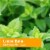 Herb Pharm Kids Lemon Balm Calm Alcohol Free - 1 fl oz (30 ml) Perspective: top