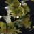 Northlight 5' Pre-Lit LED Lighted Fall Harvest Yellow Maple Leaf Artificial Tree - White Perspective: top