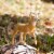 Whitetail Buck Toy Perspective: top