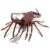Safari Ltd®  Spiny Lobster, Toy Figurine Perspective: top