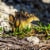 Stegosaurus Toy Perspective: top