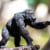 Chimpanzee Perspective: top
