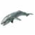 Gray Whale Toy Perspective: top