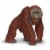 Bornean Orangutan Toy Perspective: top