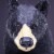 Black Bear Toy Perspective: top