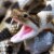 Eastern Diamondback Rattlesnake Perspective: top