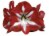 Amaryllis Stargazer Bulbs Perspective: top