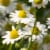 Herbal Essences Shine Collection Chamomile Shampoo Perspective: top