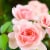 Herbal Essences Classics Smooth Shampoo with Rose Hips Perspective: top
