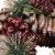 Northlight Dusty Rose and Red Pine Cones Glitter Artificial Christmas Wreath, 10-Inch, Unlit Perspective: top