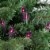 Northlight 35-Count Purple Mini Christmas Lights, 7ft Black Wire Perspective: top