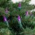 Northlight 50ct Purple LED Mini Christmas Lights, 16.25ft Green Wire Perspective: top