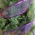 Northlight Shimmering Purple Wired Christmas Craft Ribbon 2.5  x 10 Yards Perspective: top