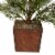 Northlight 28  Potted Frosted Pine Artificial Christmas Tree – Unlit Perspective: top