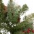 Northlight 9' x 12 Pre-Lit Snowy Waterloo Pine Artificial Christmas Garland - Clear Lights Perspective: top