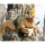 Woodlink Wooden Mini Picnic Table 1 Corn Cob Squirrel Feeding Station (2 Pack) Perspective: top