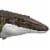 Mattel® Jurassic World Basic Mosasaurus Figure Toy Perspective: top