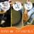 FryAway Pan Fry Waste Cooking Oil Solidifier Powder, Plant-Based Cooking Oil Disposal, 4 ct Perspective: top