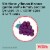 Children's Tylenol Chewables With 160 Mg Acetaminophen Grape Perspective: top