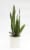 Premium Tropical Plant Perspective: top