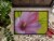 Carolines Treasures TMTR0227MAT Floral by Malenda Trick Doormat 18x27 Perspective: top