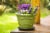 Bosmere Down Under Plant Turner - Black Perspective: top