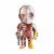 4D Master 4D XXRAY DC Comics Deadshot Dissected Vinyl Art Figure Perspective: top