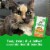 FELINE GREENIES SMARTBITES HEALTHY INDOOR Chicken Flavor Natural Treats for Adult Cats Perspective: top