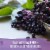 Garden of Life Organics Elderberry Immune Gummies with Echinacea, Zinc, Vitamin C Vegan Gummy Drops Perspective: top