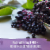 Garden of Life® Organics Plant-Based Elderberry Immune Syrup Perspective: top