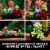 LEGO® Botanical Collection Succulents Building Set Perspective: top