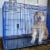 Backyard Expressions Double Door Wire Dog Kennel Pet Crate Perspective: top