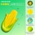 Swimline 90680M Giant 74 Inflatable Corn on the Cob Swimming Pool Float Lounger Perspective: top