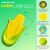 Swimline 90680M Giant 74 Inflatable Corn on the Cob Swimming Pool Float Lounger Perspective: top