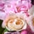 National Tree Company 12 Rose and Orchids Bundle Perspective: top