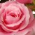 National Tree Company 10 Potted Pink Rose Flowers Perspective: top