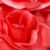 National Tree Company 9 Potted Pink Rose Flowers Perspective: top