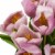 9 Mauve Tulip Bouquet Perspective: top