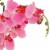 21 Potted Pink Orchid Flower Perspective: top