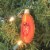 Old World Christmas Peach Slice Glass Juicy Ripe Abundant 28132 Perspective: top