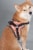 Dog Helios - 'Scorpion' Sporty High-Performance Free-Range Dog Harness Perspective: top