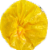 Charras Corn Tostadas Perspective: top