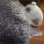 Dalyn Rugs Montana 3'6  x 4'4  Animal Print Fabric Area Rug in Murray Gray Perspective: top