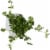 Soli Organic™ Italian Parsley Perspective: top