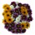 Jumbo Poms Assorted Bouquet Perspective: top